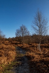 A winter's view at Chailey Common, with a blue sky overhead