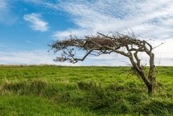A hawthorn tree in Sussex, shaped by the prevailing wind