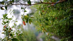 Red chili peppers on the tree in garden.Capsicum frutescens. Ripe fruits are red.  Ready to harvest