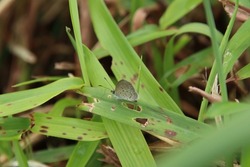 Small Tiny Grass Blue Butterfly 