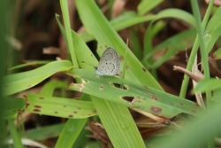 Small Tiny Grass Blue Butterfly 
