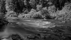 Black and white landscape with river in the forest and water flow. Forest and flowig water in sunlight. HDR image, long exposure
