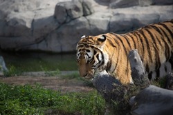 Tiger in his territory, zoo
