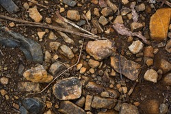 Dirt, rocks, bits of vegetation, and other debris on the ground of a bush walking track in Tasmania, Australia