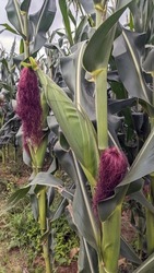 Healthy nutritional Organic Corn farm field