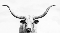 longhorn cattle  from Texas ranch 