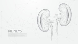 Kidneys of human anatomy structure line connection. Low poly wireframe design. Abstract geometric background. vector illustration.