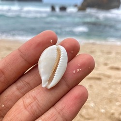 The Sieve and White Cowry Shell, Sea snail from cowries family with species name Cribrarula Cribraria with dimension 28-36mm in Jungwok Beach on June 1, 2022