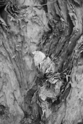 Black and White Fineart photography: Details and Texture of Tree in Black and White
