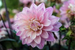 Pink dahlia variety Melody Harmony flower with a background of blurred leaves and flowers.