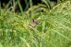 couple of Scaly-breasted or spotted munia birds in paddy field