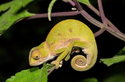 Cute Flap-necked chameleon (Chamaeleo dilepis)