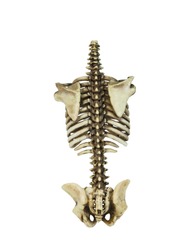 Spine of a skeleton. Isolated on white background with clipping path