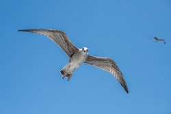 Seagull flying against blue sky. Close up view of white bird seagull. Wild seagull with natural blue background.