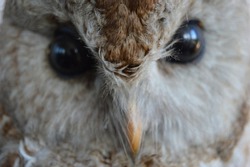 Closeup of owls eyes and beek