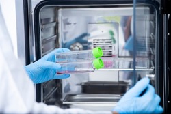 Laboratory incubator at cell culture laboratory