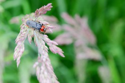 Soldier beetle in the green meadow, cantharis fusca,macro of insect