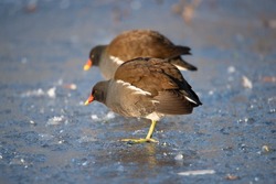 Common gallinule, Gallinula galeata moorhen drinking water, frozen and snow covered pond in winter, birds 