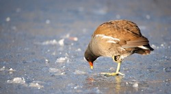 Common gallinule, Gallinula galeata moorhen waddle over frozen and snow covered pond in winter, birds 