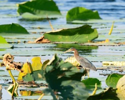 Green Heron on a Lily Pad