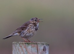 Meadow pipit (Anthus pretensis) singing on a fence post, Framptom Marsh Nature reserve, Lincolnshire, UK