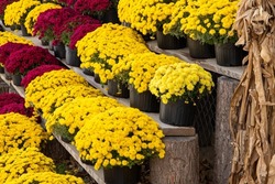 Yellow and Maroon Chrysanthemums on display at a farmers market. 