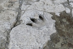 Dinosaur Fossil Track at the Dinosaur Valley State Park in Glen Rose Texas