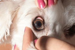close up macro photo shoot of a dog's eye