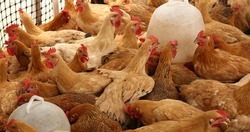 A considerable quantity of the adult hens (broilers) which are in hen house in territory of an integrated poultry farm