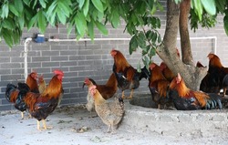Red, brown hens, chickens in hen house in the household. Hens standing in dirty hen house. the topic of animal husbandry, poultry farming, farms, household management, village life, subsistence farmin