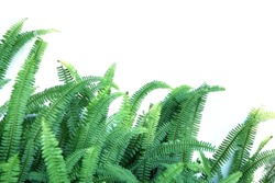 Green fern plants isolated on white background