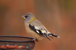 Female Evening grosbeak is perched on the feeder with seeds and peanuts in the autumn back yard.