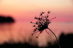 Beautiful silhouette of dry flower of wild carrot (or Queen Ann's lace) umbrella in pink light