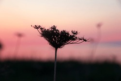 Beautiful silhouette of dry flower of wild carrot (or Queen Ann's lace) umbrella in pink light
