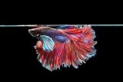 Betta fish Crown tail or Siamese fighting fish on black background. High Resolution Picture
