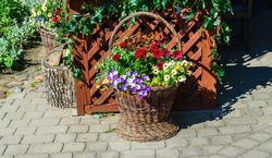 An unusual flower bed in retro style on a wicker basket.