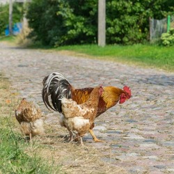One beautiful rooster and two hens are walking along the village street