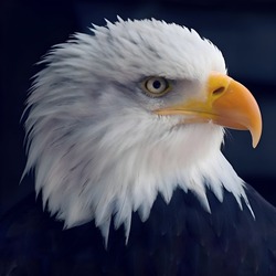 nice and good nature bird eagle