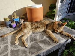 Eleven years old cat with FIV (Feline Inmunodeficiencia Virus) resting peacefully enjoying the sun.