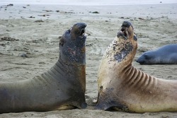 Water Vertebrate Mammal Beach Earless seal Terrestrial animal