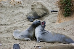 Vertebrate Mammal Terrestrial animal Beach Sand Comfort