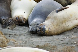 Vertebrate Organism Mammal Terrestrial animal Snout Seal