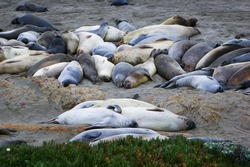 Terrestrial animal Earless seal Seal Bedrock Marine mammal Wildlife