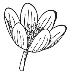 A picture is showing a flower of Anemone plant which is also known as Wind Flower. It has beautiful soft yellow flowers that are cup shaped, vintage line drawing or engraving illustration.