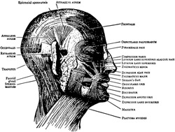 This illustration represents Face and Scalp Muscles, vintage line drawing or engraving illustration.