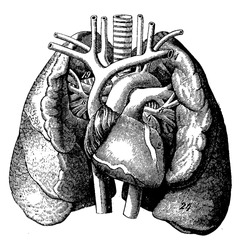 The heart in the middle of the lungs, vintage engraved illustration. La Vie dans la nature, 1890.