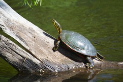 Two Painted Turtle Sunning on a log in soft focus