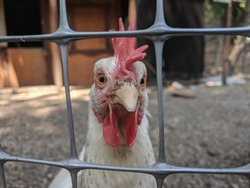 Rooster cock-a-doodle-doo behind bars