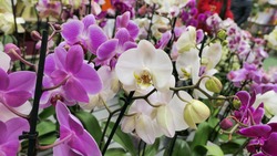 Beautiful phalaenopsis orchids in the greenhouse Orchidaceae plants Nature background