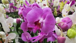 Beautiful phalaenopsis orchids in the greenhouse Orchidaceae plants Nature background